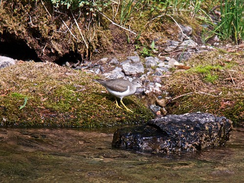 birds river montana digiscoped spottedsandpiper actitismacularia powellcounty spsa northforkblackfootriver