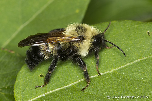 ontario bee bumblebee asfound naturephotography macrophotography insitu insecta skunksmisery middlesexco photographerjaycossey hymenopterabeeswaspsantssawflies