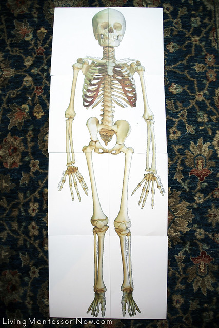 Life-Size Skeleton Puzzle