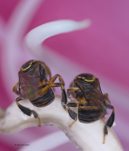 polinização macrofotografia simbiose plebeia agriculturafamiliar anteras meliponini abelhassemferrão abelhasnativas juliopupim stinglesbees agrotoxicomata