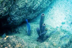 tube corals and blue chromis