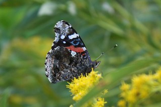 2015-9-18. Red admiral 2