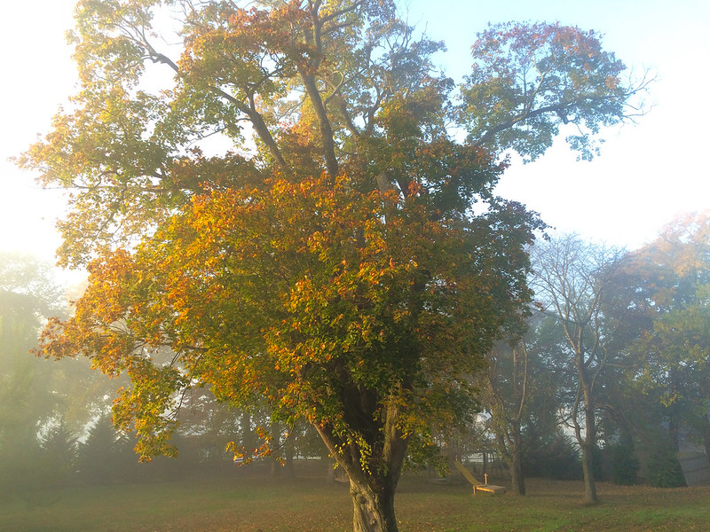 Fog and the Maple Tree