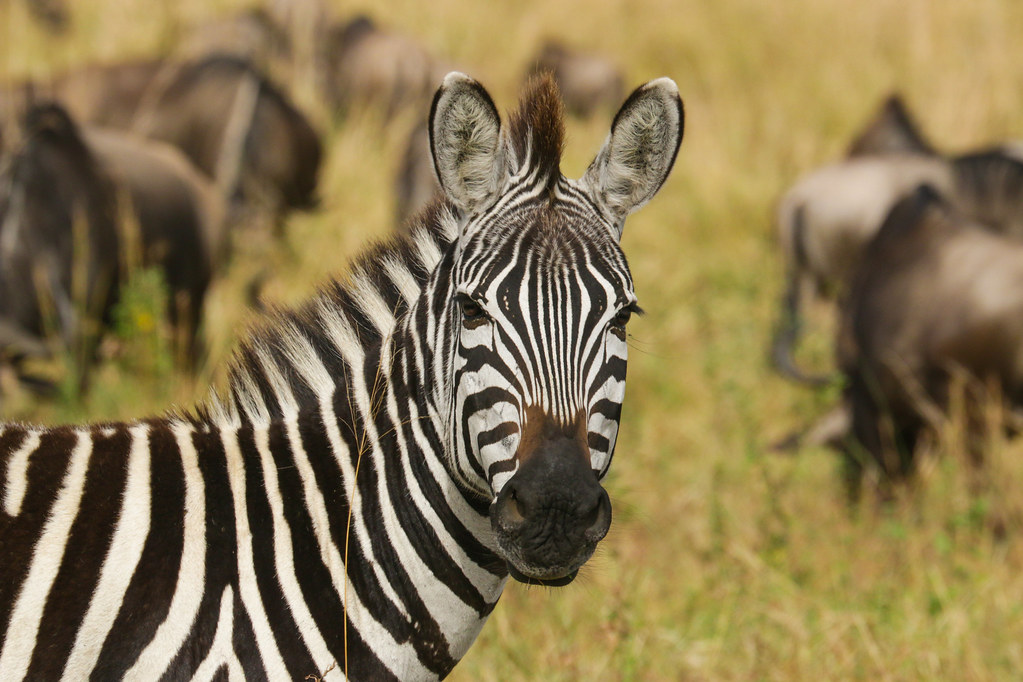 Zèbre dans la réserve de Masaï Mara