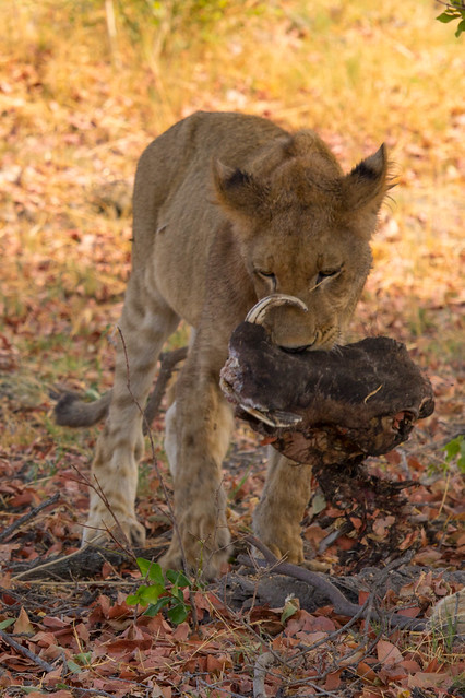 Oh, the cub is using a warthog head as a chew toy