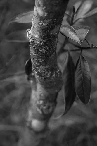 floridaoaktree leaves trunk lichen atlanticcenterforthearts newsmyrnabeach florida nikond40 sigma1850mmexdcmacro blackandwhite monochrome monochromatic landscape