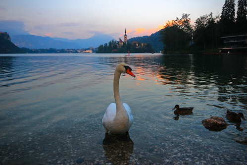 travel light sunset sky lake reflection water canon reflections landscape swan scenery europe shadows view ducks sigma wideangle slovenia bled canondslr lakebled ultrawideangle sigma1020 europeantravel travelineurope canon600d canont3i canonkiss5 travelinslovenia swanlakebledslovenia