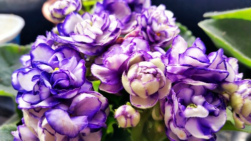 flower flor violet jardim violeta violetas linhares matizada dobrada