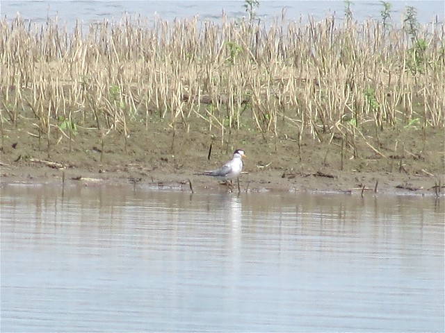 Least Tern on Miller City Rd in Miller City, Alexander County, IL