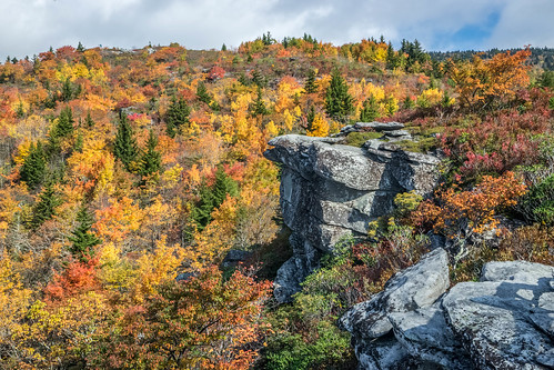 blue leaves ridge parkway rough overlook blueridgeparkway roughridgeoverlook