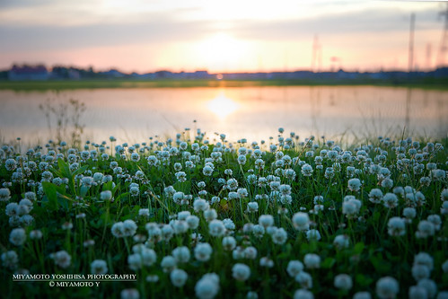 sunset japan spring niigata ricefield joetsu 夕焼け 2015 田園 新潟県 上越市