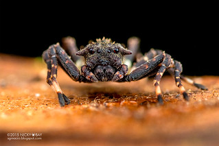 Dog-ear crab spider (Bucranium sp.) - DSC_4258