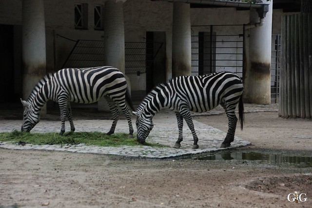 Zoo Berlin 17.09.201525