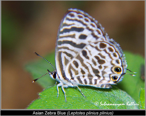 macro closeup forest butterfly insect wildlife butterflies blues insects flyinginsect lycaenidae insectindia butterfliesofindia butterfliesofasia lepidopreta butterfliesofandhrapredesh