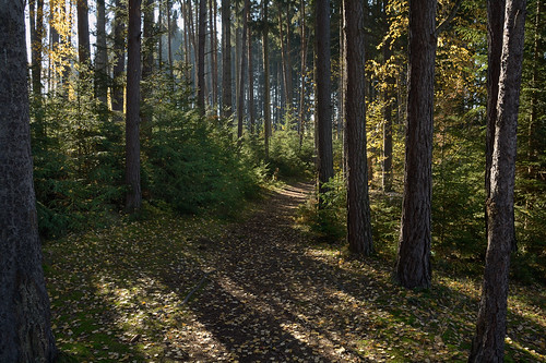 autumn fall colors forest woods nikon path d7100 nikond7100