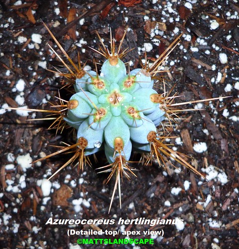 blue cactus plant azul cacti turquoise colored cereus kakteen nobilis turquoiseblue azures browningia hertlingiana azureocereus hertlingianus clistanthocereus coluimar