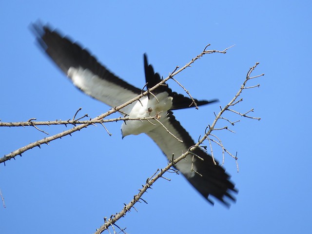 Swallow-tailed Kite in Champaign, IL 22