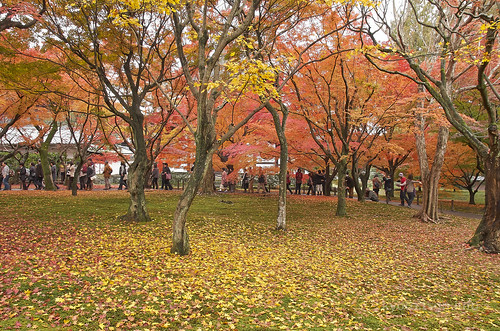 【写真】2014 紅葉 : 東福寺/2019-10-18/IMGP7538