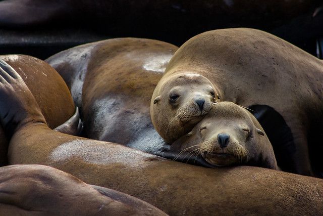 Sea lions snuggling