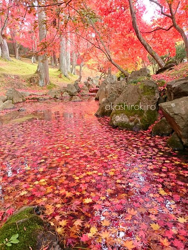 autumn maple autumncolours japanesemaple aomori hachinohe 紅葉 fallenleaves 青森 落ち葉 モミジ 八戸 xperia