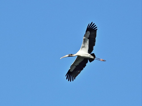 Wood Stork 03-20151202