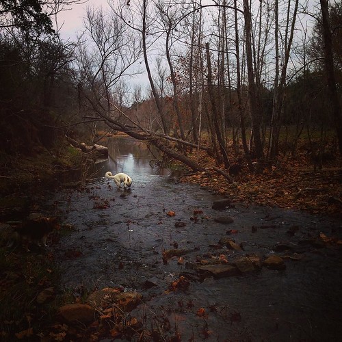 Cold creek white dog