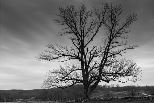 blackandwhite bw tree cemeteryhill gettysburg pennsylvania landscape