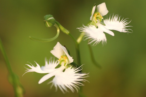 La habenaria radiata, una bella mini orquídea