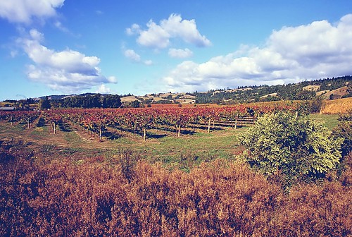 fall foliage winery mendocino slide film kodachrome