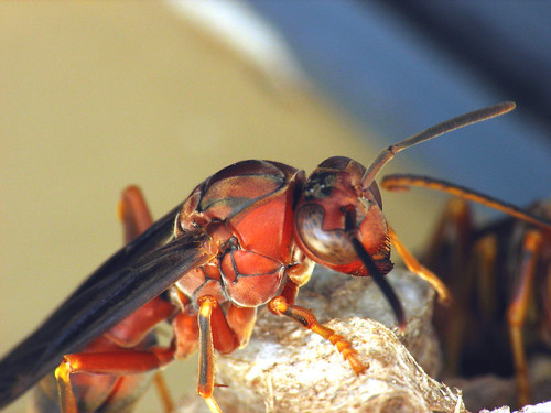 red macro mississippi paper insect wasp nest winged wasps antenna antennae dcr250 raynox rogersmith ccrrfd