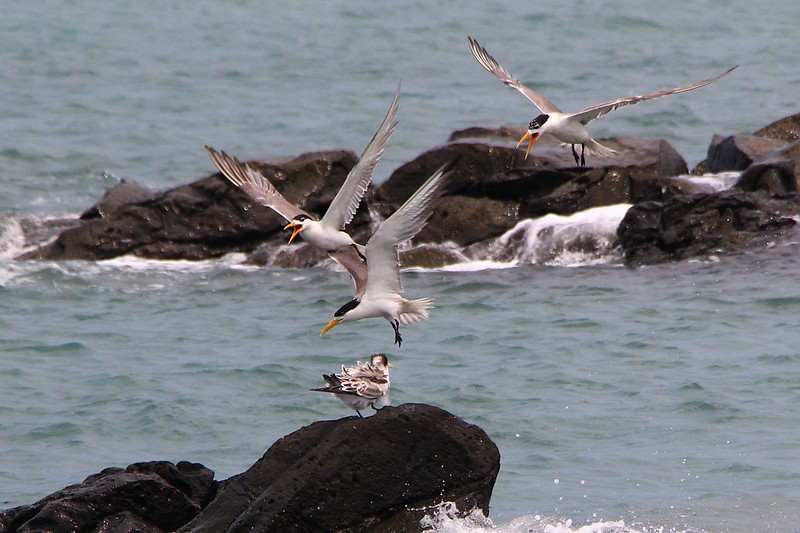 IMG_3151_ 鳳頭燕鷗 Greater Crested Tern