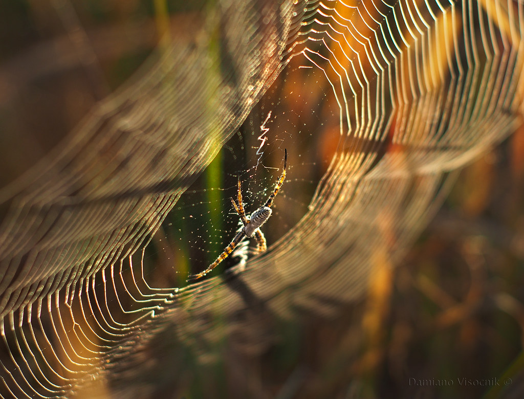 Morning spider web_3_c
