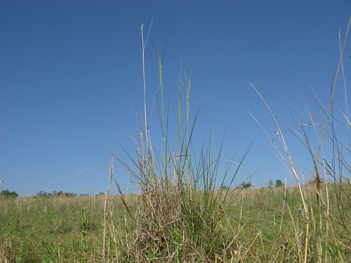 grass plains poaceae austrostipa aristiglumis