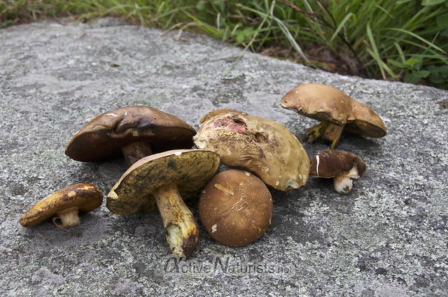 mushrooms 0003 Harriman State Park, NY, USA