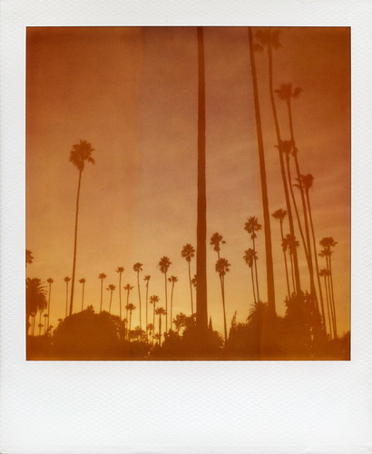 california santa ca camera sunset toby tree film cemetery silhouette palms polaroid photography la los boulevard angeles 66 palm route monica 600 hollywood forever hancock expired slr680 rt blvd rte 0409