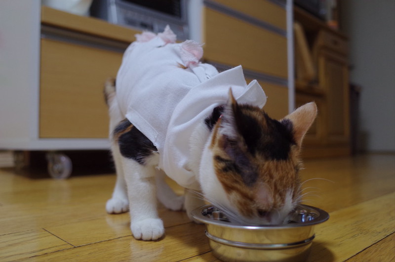 うちの小豆さん98日目避妊手術後な猫