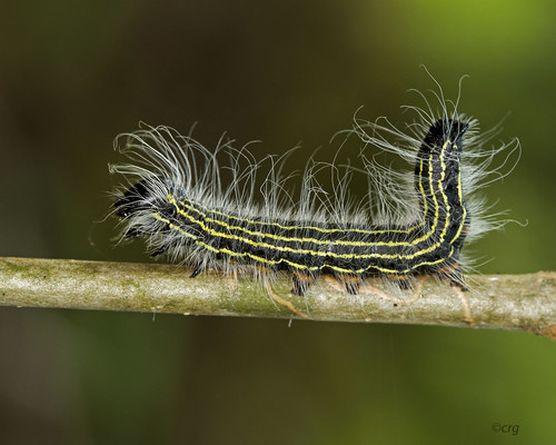 pennsylvania caterpillar pisgah hickory bradfordcounty datanaangusii angusdatana