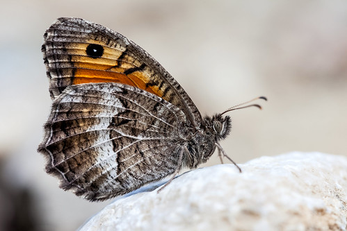 butterfly albania arethusa nymphalidae arethusana korçë dardhë