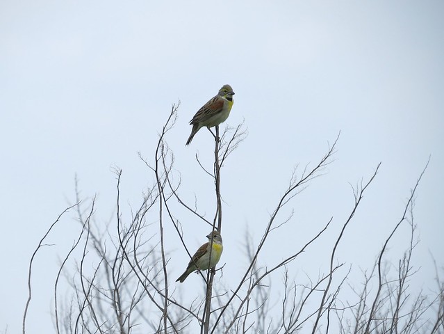 Dickcissel at the Grove Park in McLean County, IL