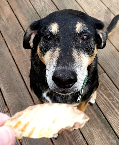 Senior Dog Tut enjoys Barkworthies Sweet Potato Chips Lapdog Creations 