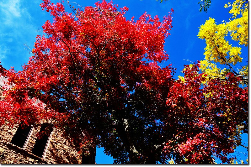 Red Maple in Mapleton, Boulder 9