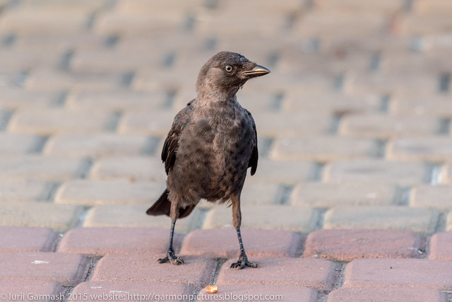 Western jackdaw (Corvus monedula) juvenile looks in the camera during morning surise golden hour.