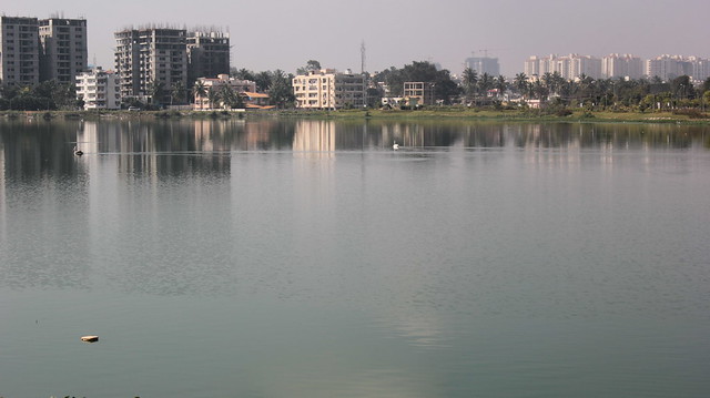 Two Pelicans leave their trail behind on a very still surface that reflects new and old residential complexes. Godrej apartments on the far right are almost 3 kms away, on the New Airport Road.