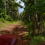road through coconut plantation