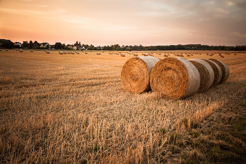 sunset summer netherlands field germany deutschland grain harvest location duitsland