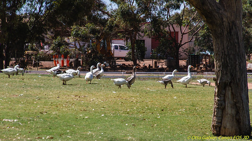 australia geese bicentenialpark park outback charleville bird queensland aus