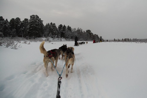 dogs cani husky ride slitta canon eos6d 24105mm snow neve