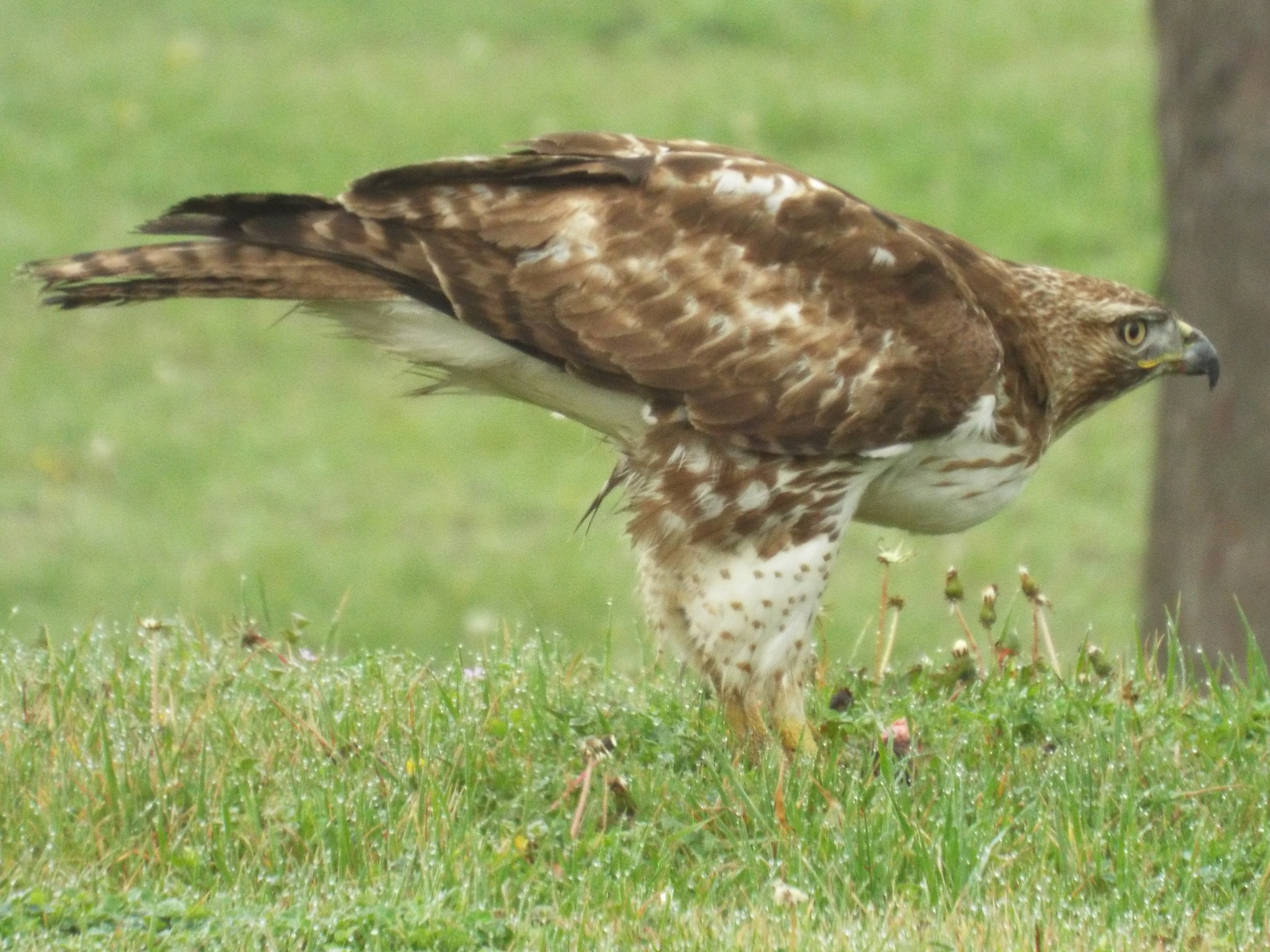 "Red-Tailed Hawk