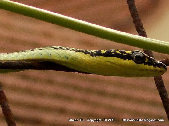 A Picture Of A Golden Tree Snake, Upclose