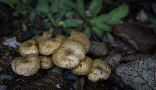 mushroom fungus